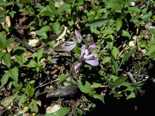 Polygala cornuta (Sierra milkwort)