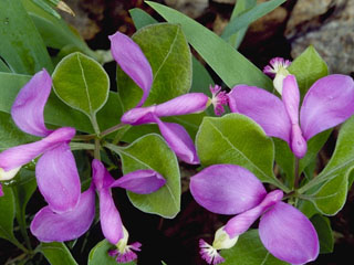 Polygala paucifolia (Gaywings)