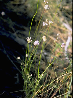 Eriogonum nudum (Naked buckwheat)