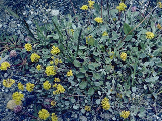 Eriogonum siskiyouense (Siskiyou buckwheat)