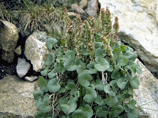 Oxyria digyna (Alpine mountainsorrel)