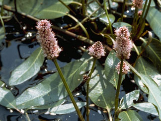 Polygonum amphibium (Water knotweed)