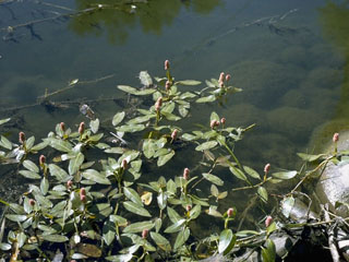 Polygonum amphibium var. stipulaceum (Water smartweed)