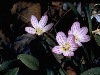 Claytonia caroliniana var. caroliniana (Carolina springbeauty)