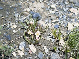 Lewisia pygmaea (Alpine lewisia)