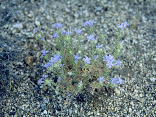 Eriastrum filifolium (Lavender woollystar)