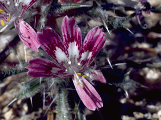 Loeseliastrum matthewsii (Desert calico)
