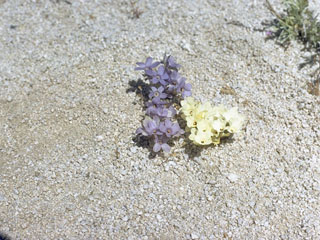 Linanthus parryae (Sandblossoms)