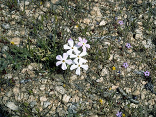 Phlox longifolia ssp. brevifolia (Longleaf phlox)