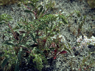 Camissonia refracta (Narrowleaf suncup)