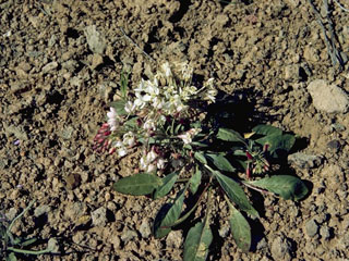 Camissonia heterochroma (Shockley's evening-primrose)