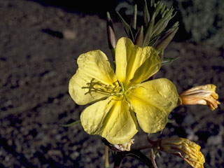 Oenothera elata ssp. hookeri (Hooker's evening-primrose)