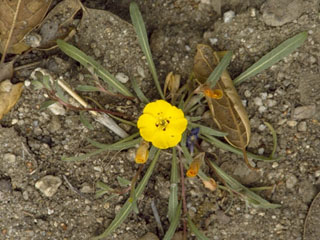 Camissonia micrantha (Miniature suncup)