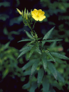 Oenothera parviflora (Northern evening-primrose)