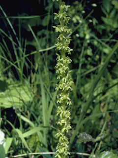 Piperia elongata (Denseflower rein orchid)