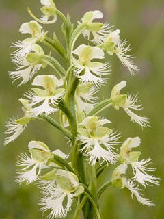 Platanthera leucophaea (Prairie white fringed orchid)