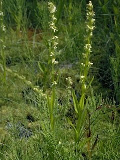 Platanthera sparsiflora var. sparsiflora (Sparse-flowered bog orchid)
