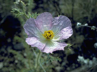 Argemone chisosensis (Chisos mountain prickly poppy)