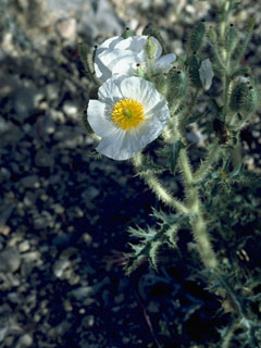 Argemone corymbosa (Mojave pricklypoppy)