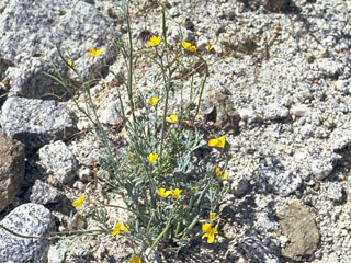 Eschscholzia minutiflora (Pygmy poppy)