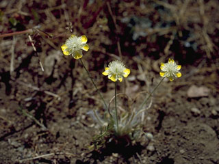 Platystemon californicus (Creamcups)