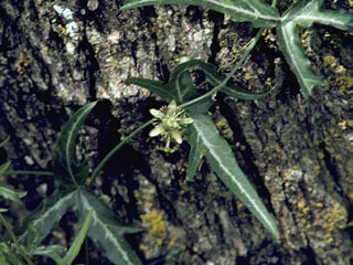 Passiflora tenuiloba (Bird wing passionflower)