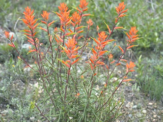Castilleja linariifolia (Wyoming indian paintbrush)