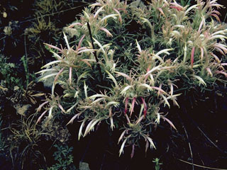 Castilleja sessiliflora (Downy painted cup)