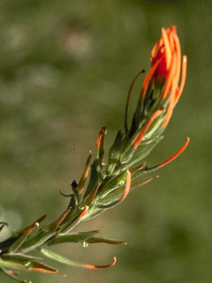 Castilleja minor ssp. spiralis (Lesser indian paintbrush)