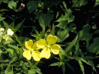 Ludwigia decurrens (Wingleaf primrose-willow)