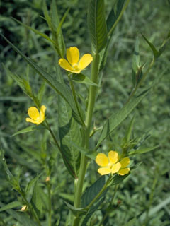 Ludwigia linearis (Narrowleaf primrose-willow)
