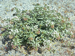 Camissonia boothii ssp. boothii (Booth's suncup)