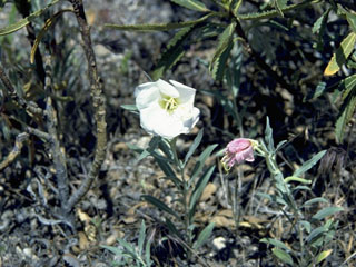 Camissonia californica (California suncup)