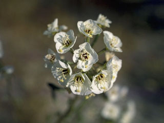Camissonia claviformis ssp. claviformis (Browneyes)