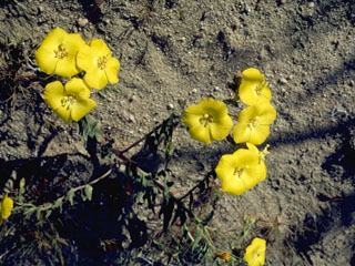 Camissonia contorta (Plains evening-primrose)