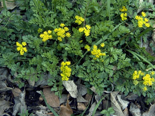 Lomatium foeniculaceum ssp. daucifolium (Desert biscuitroot)