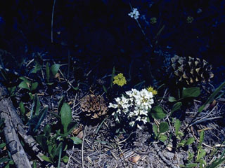 Orogenia linearifolia (Great basin indian potato)