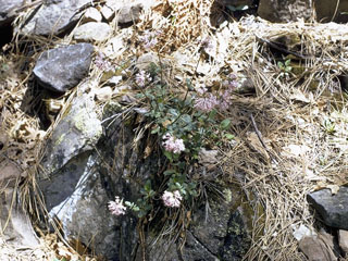Valeriana arizonica (Arizona valerian)