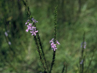 Verbena neomexicana (Hillside vervain)
