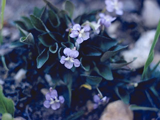 Viola adunca (Hooked-spur violet)