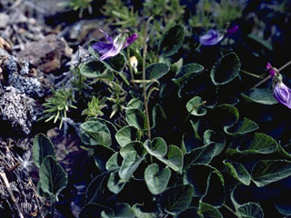 Viola flettii (Olympic violet)