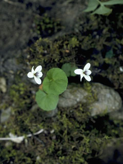 Viola macloskeyi ssp. pallens (Smooth white violet)