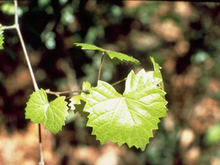 Vitis rotundifolia (Muscadine)