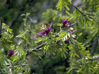 Guaiacum angustifolium (Texas lignum-vitae)
