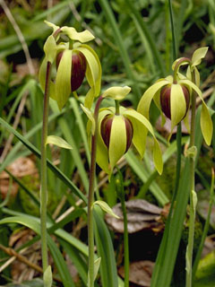 Darlingtonia californica (California pitcherplant)