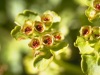 Chrysosplenium tetrandrum (Northern golden saxifrage)