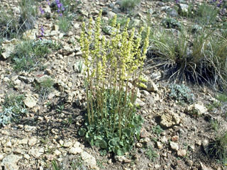 Heuchera parvifolia var. nivalis (Littleleaf alumroot)