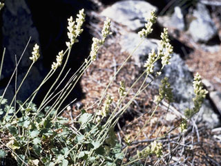 Heuchera parvifolia (Littleleaf alumroot)