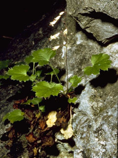 Heuchera rubescens (Mountain alumroot)