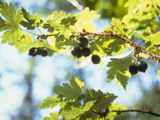 Ribes oxyacanthoides (Canadian gooseberry)